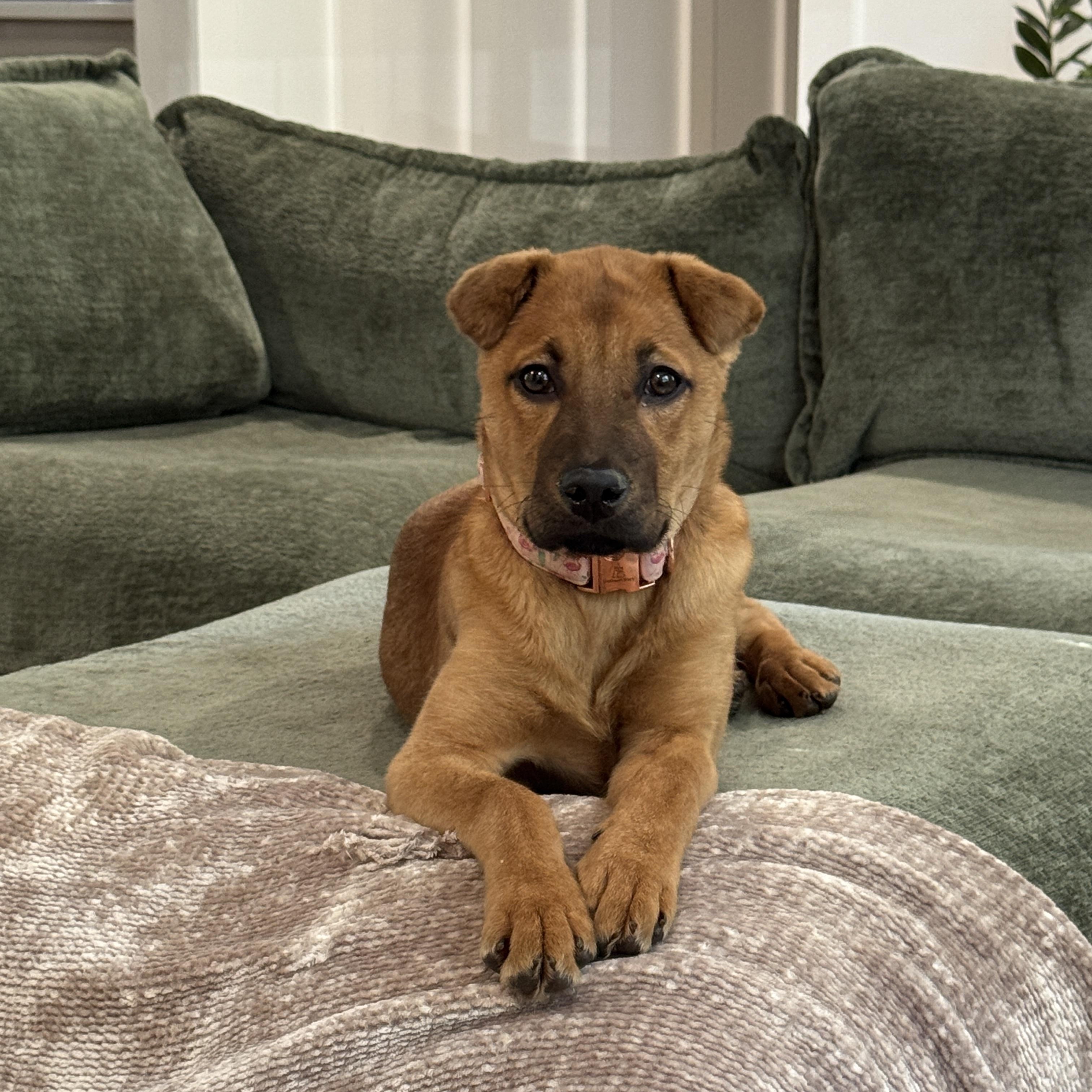 Kala, an adopted mixed breed in Rock Hill, SC image 4/6