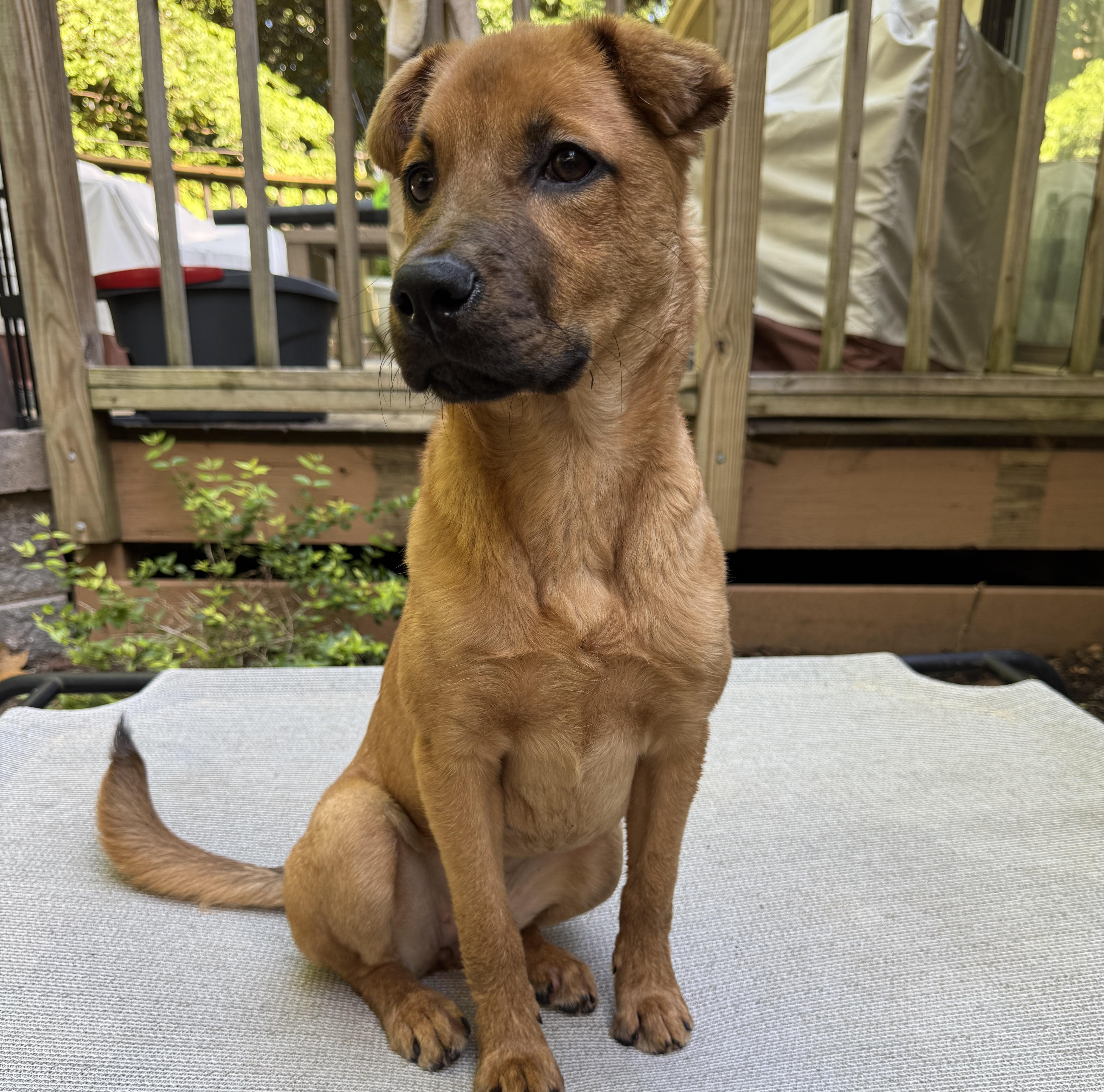 Kala, an adopted mixed breed in Rock Hill, SC image 6/6
