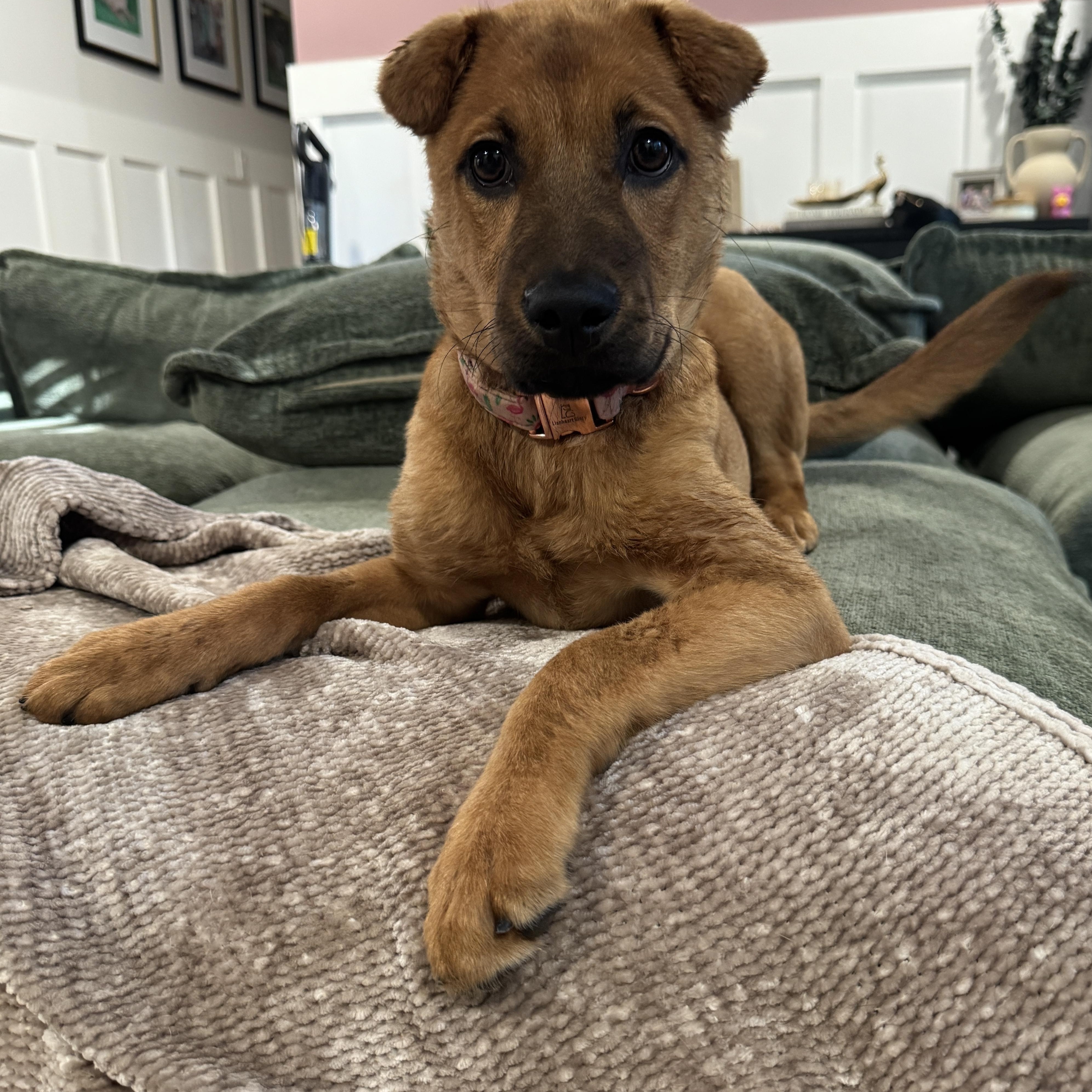 Kala, an adopted mixed breed in Rock Hill, SC image 2/6