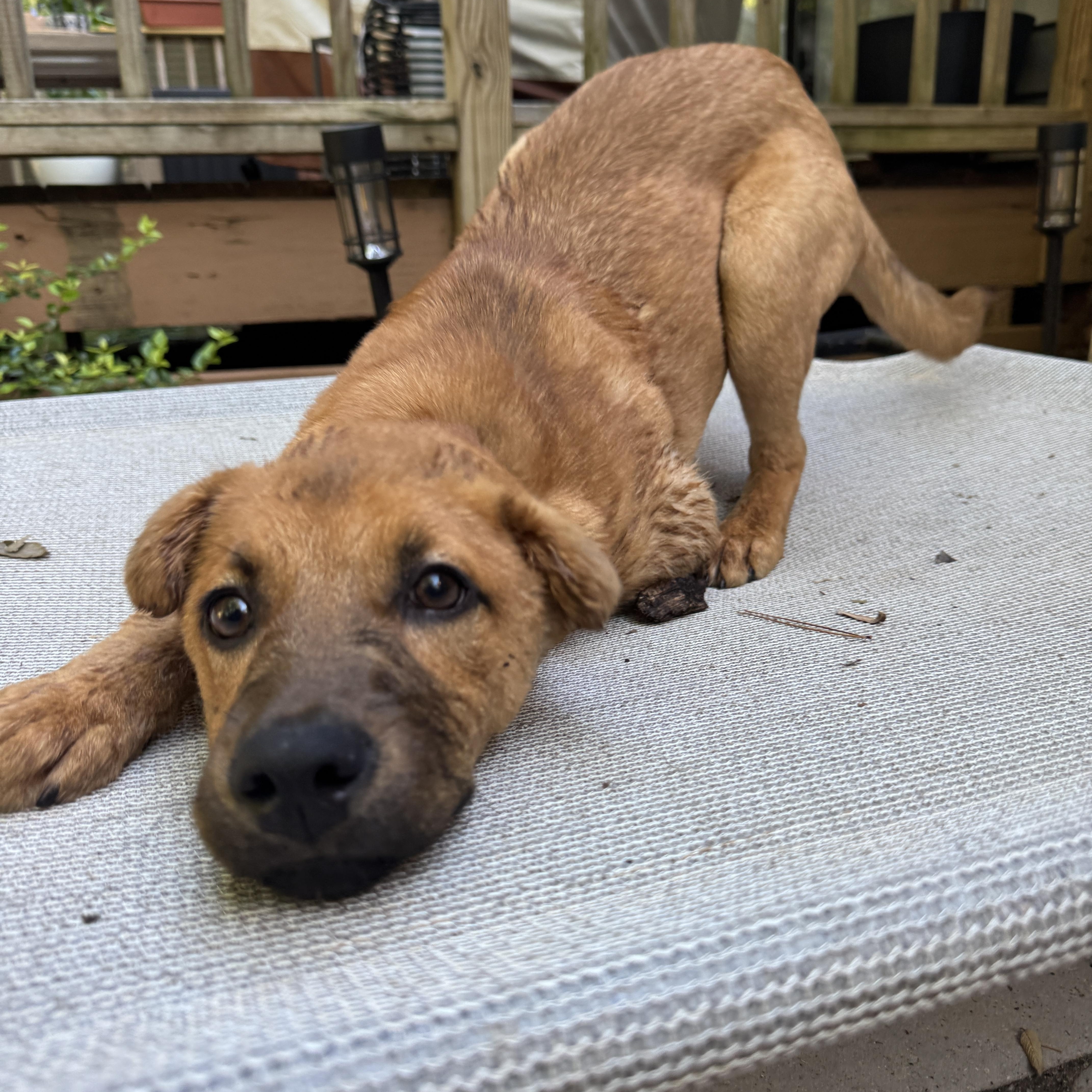 Kala, an adopted mixed breed in Rock Hill, SC image 5/6