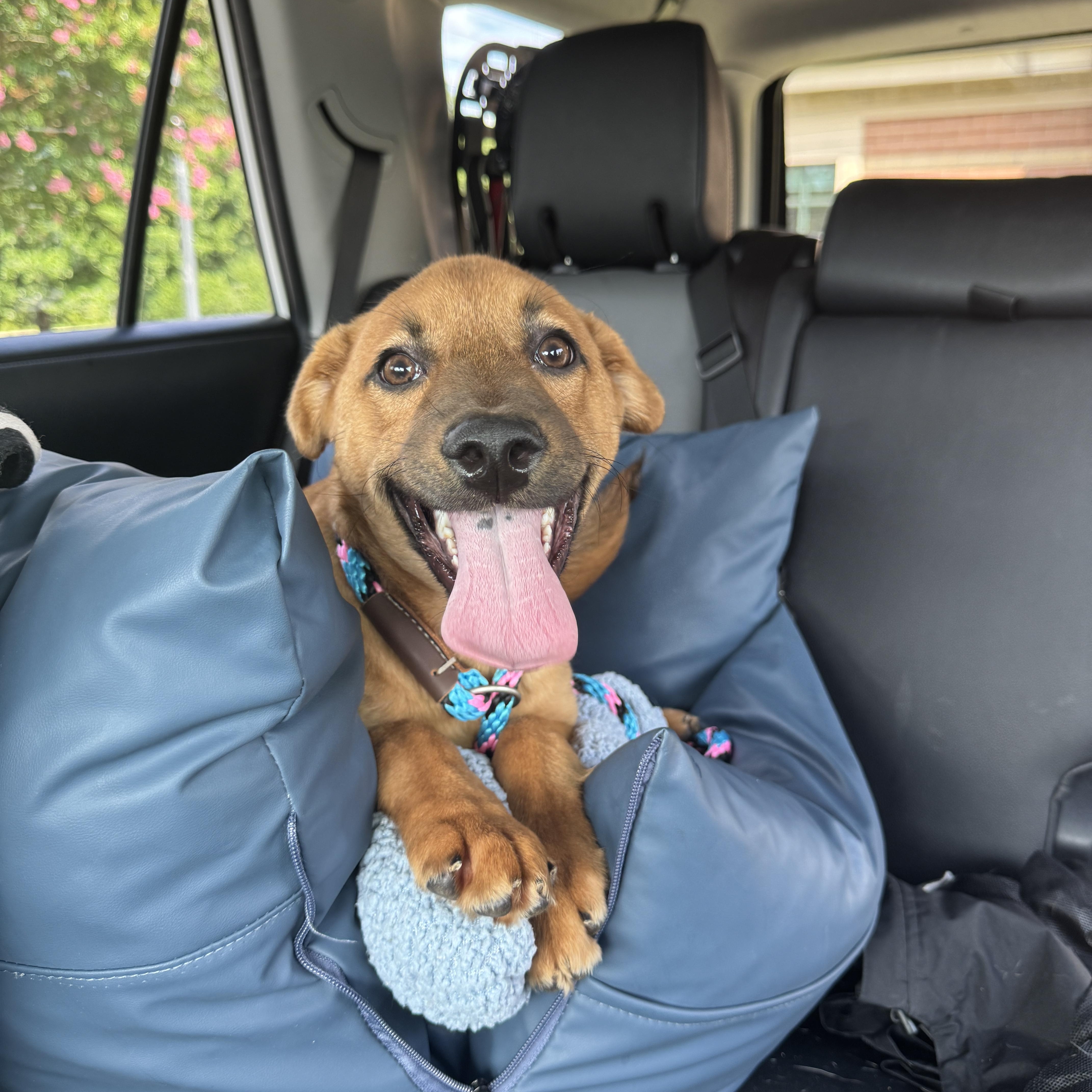 Kala, an adopted mixed breed in Rock Hill, SC image 3/6