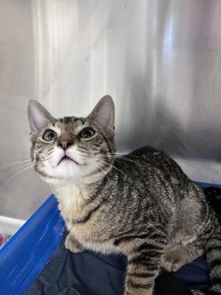 Rogue, Adoptable, Kitten Female Domestic Short Hair & Domestic Short Hair.