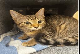 Rogue, a Adoptable mixed breed in Largo, FL image 2/2