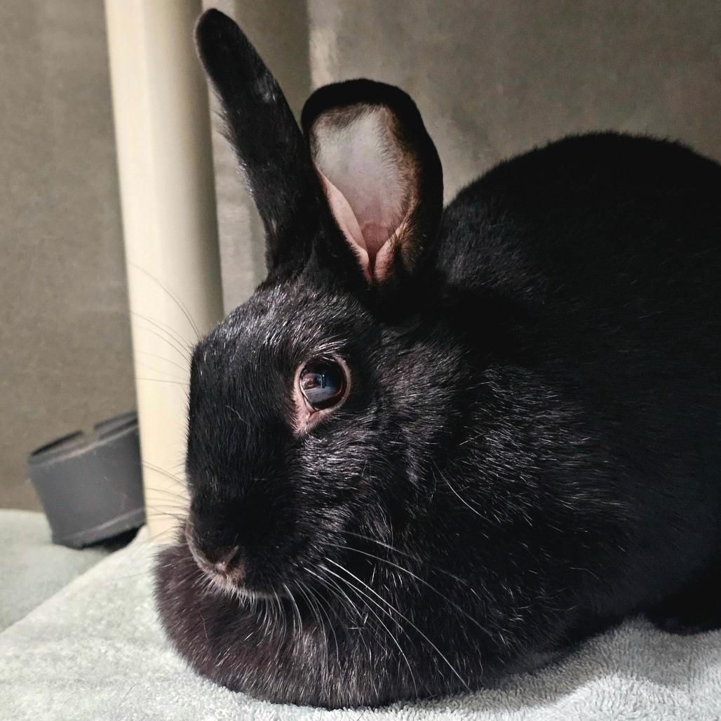 Enlarge Stella, a ADOPTABLE American in Las Vegas, NV image 2/2