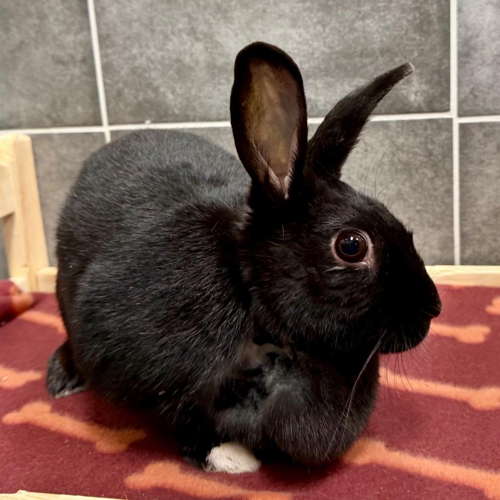 Stella, ADOPTABLE, Senior Female American.