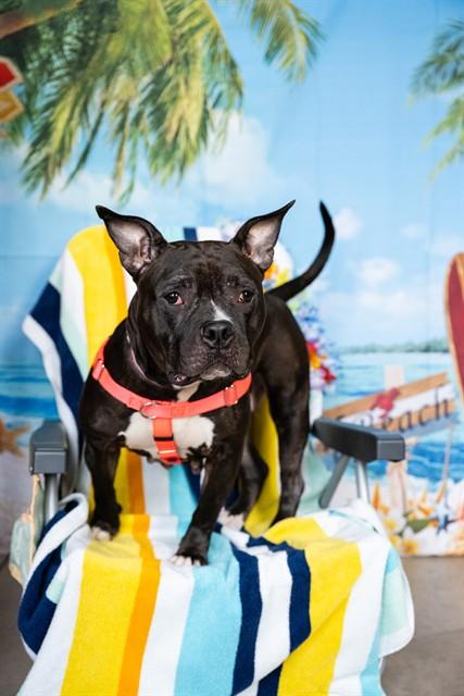 MAEVE, Adoptable, Adult Female Pit Bull Terrier & Mixed Breed.