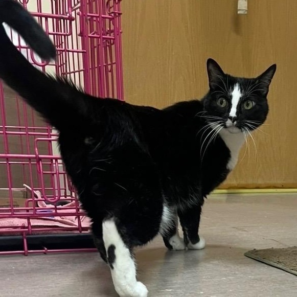 Enlarge Giselle, a Adoptable mixed breed in Omaha, NE image 2/5