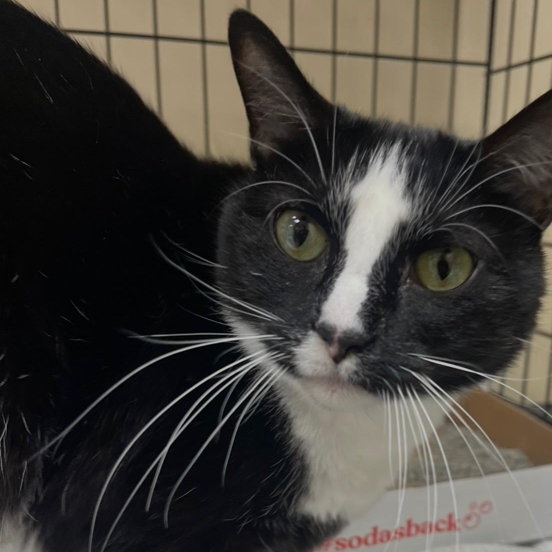 Enlarge Giselle, a Adoptable mixed breed in Omaha, NE image 1/5