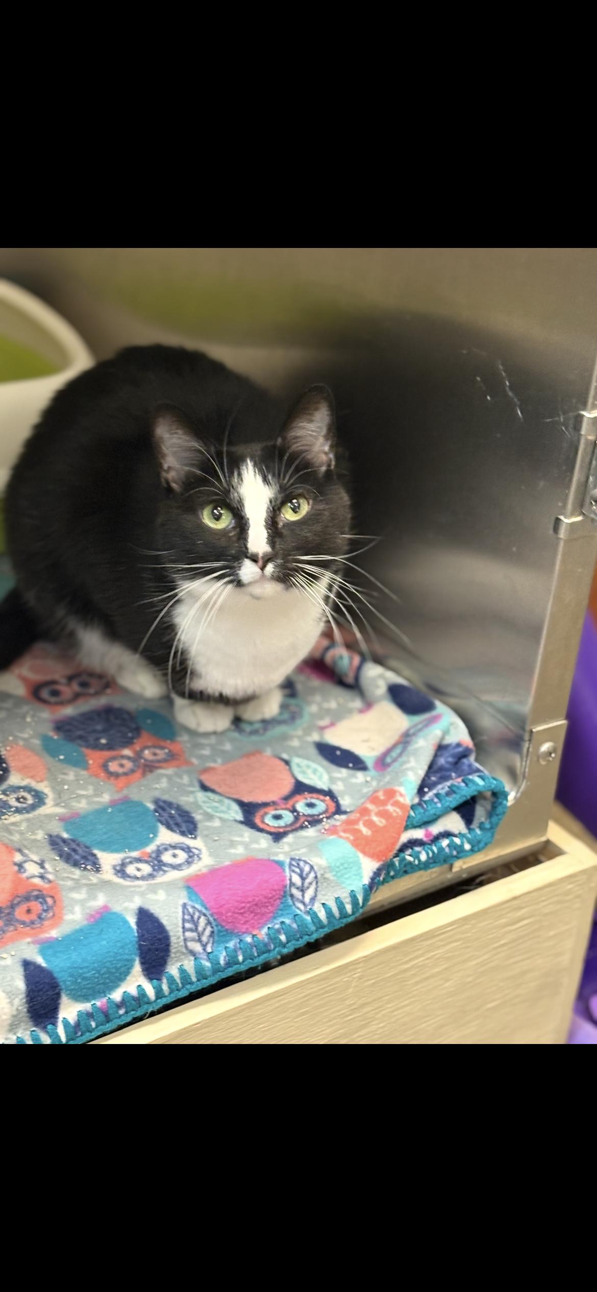 Enlarge Giselle, a Adoptable mixed breed in Omaha, NE image 5/5