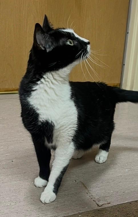 Enlarge Giselle, a Adoptable mixed breed in Omaha, NE image 4/5