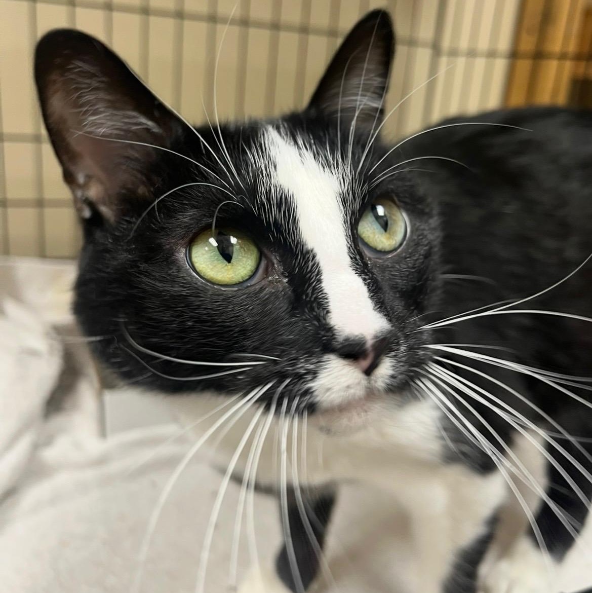 Enlarge Giselle, a Adoptable mixed breed in Omaha, NE image 3/5