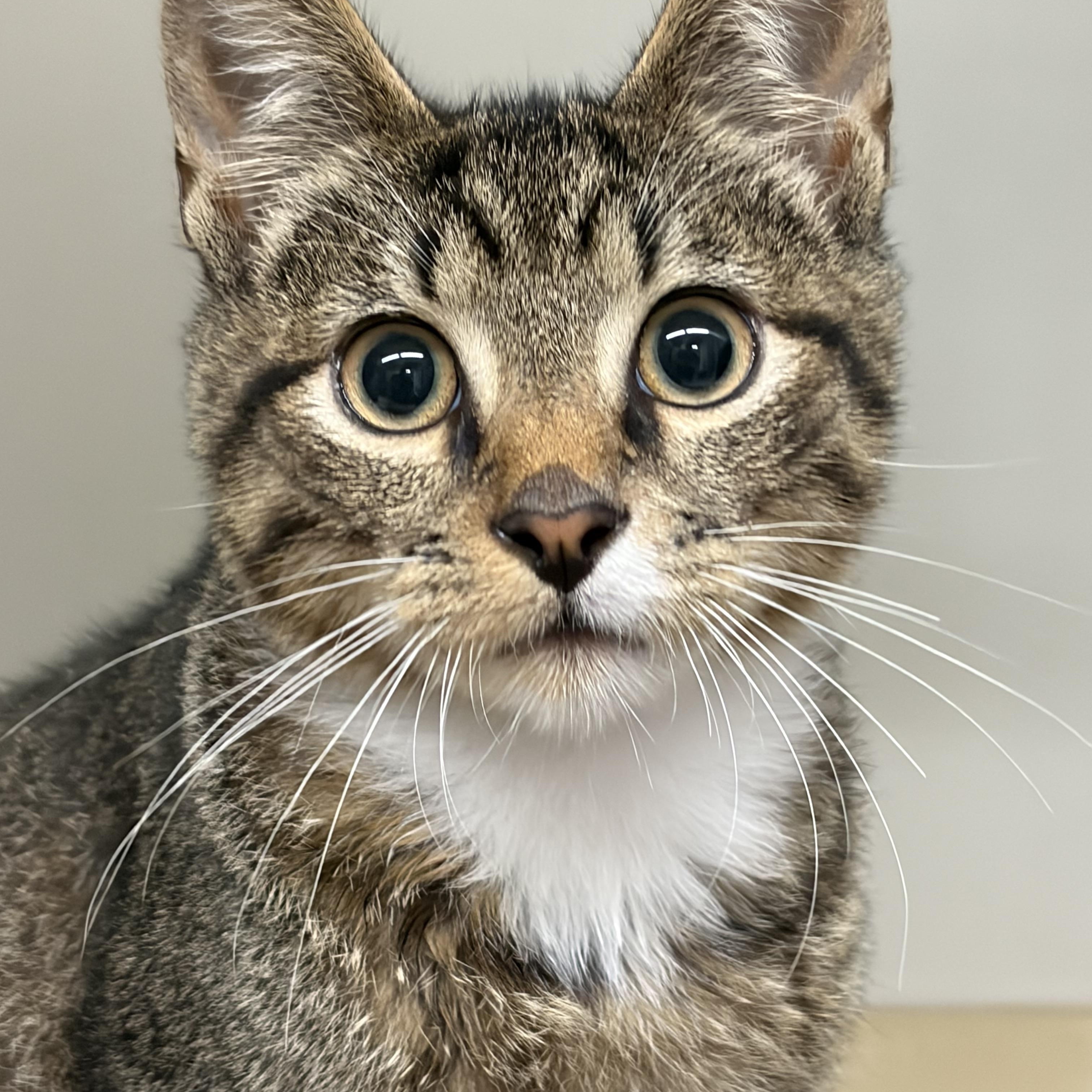 Enlarge Kitten 4, a ADOPTABLE Domestic Short Hair in Mansfield, CT image 1/1