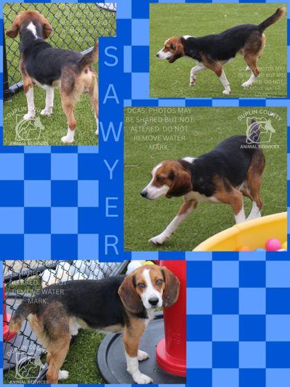 SAWYER, Adoptable, Adult Male Beagle & Mixed Breed.