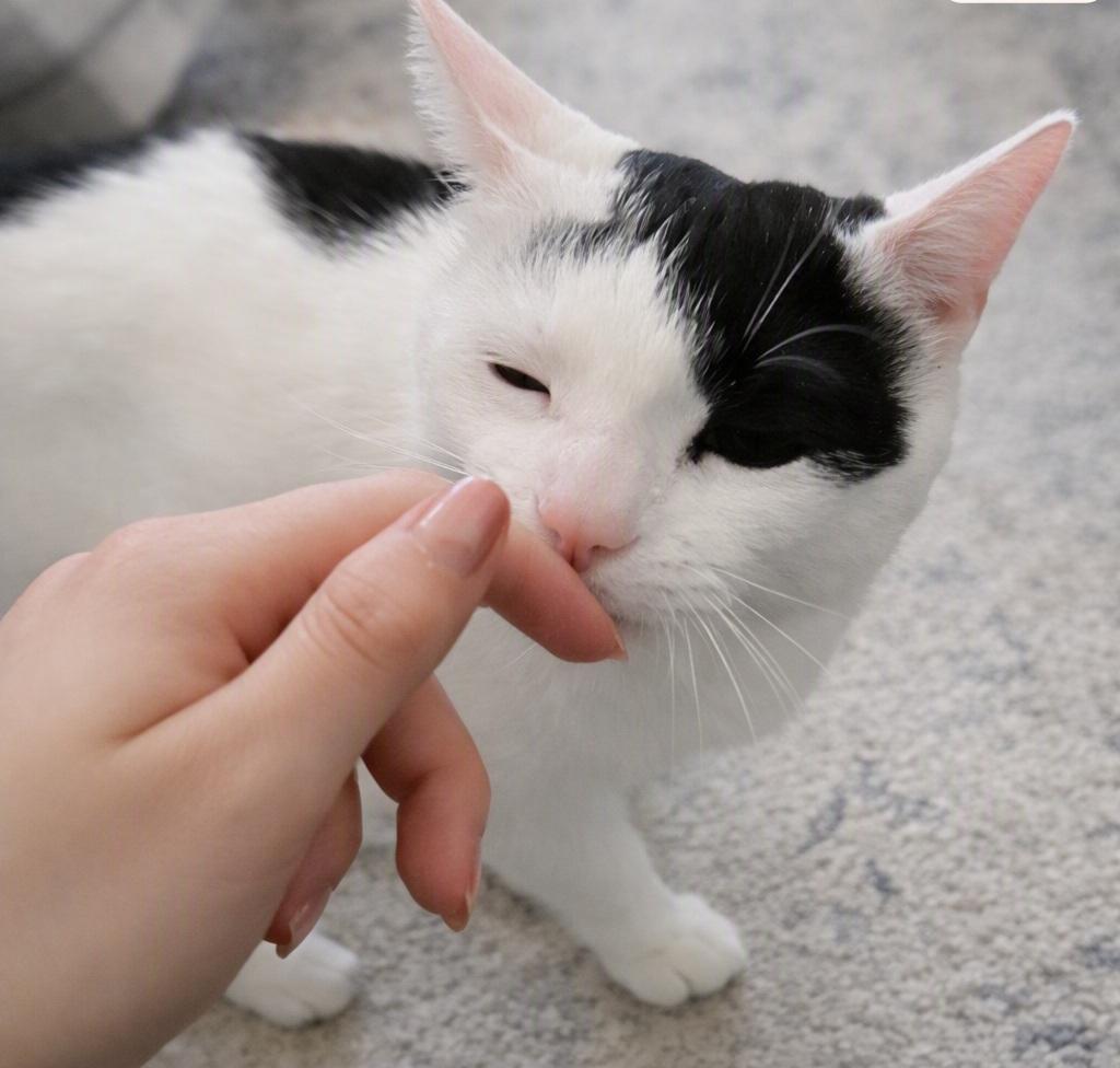 Enlarge Biscuit (Reduced adoption fee), a Adopted Domestic Short Hair in Melrose, MA image 2/3