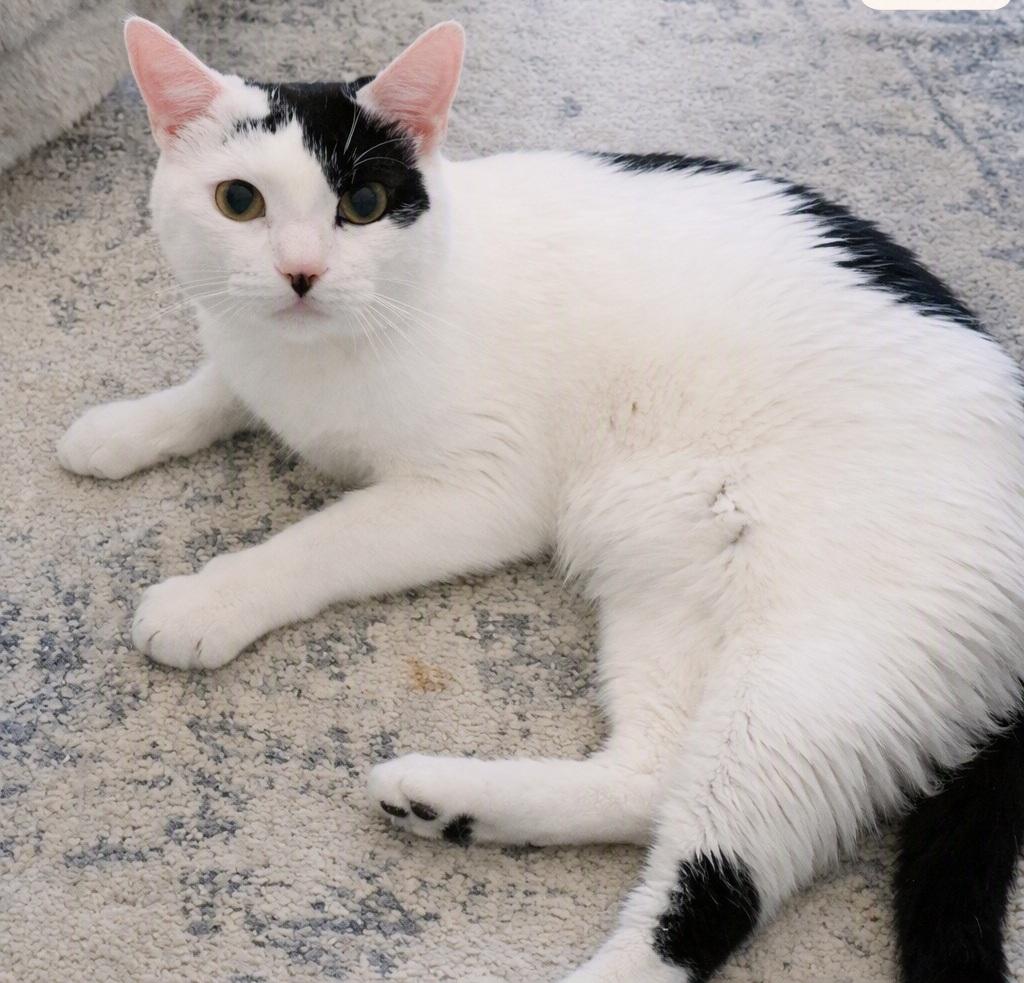 Enlarge Biscuit (Reduced adoption fee), a Adopted Domestic Short Hair in Melrose, MA image 3/3