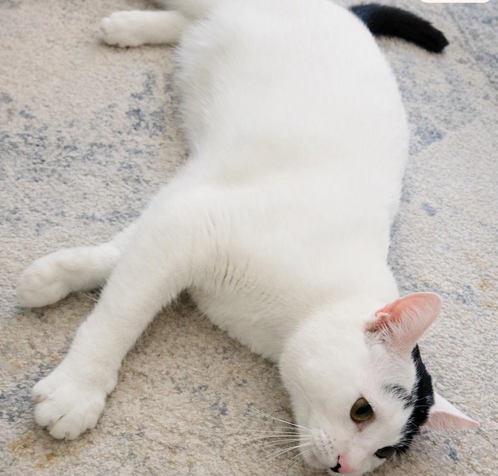 Biscuit (Reduced adoption fee), Adopted, Young Male Domestic Short Hair.