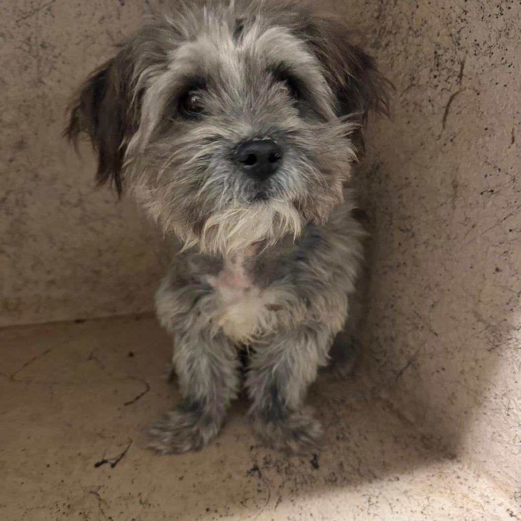 Enlarge Gus C-34474, a Adoptable mixed breed in Oklahoma City, OK image 1/3