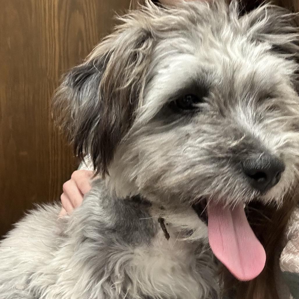 Enlarge Gus C-34474, a Adoptable mixed breed in Oklahoma City, OK image 3/3