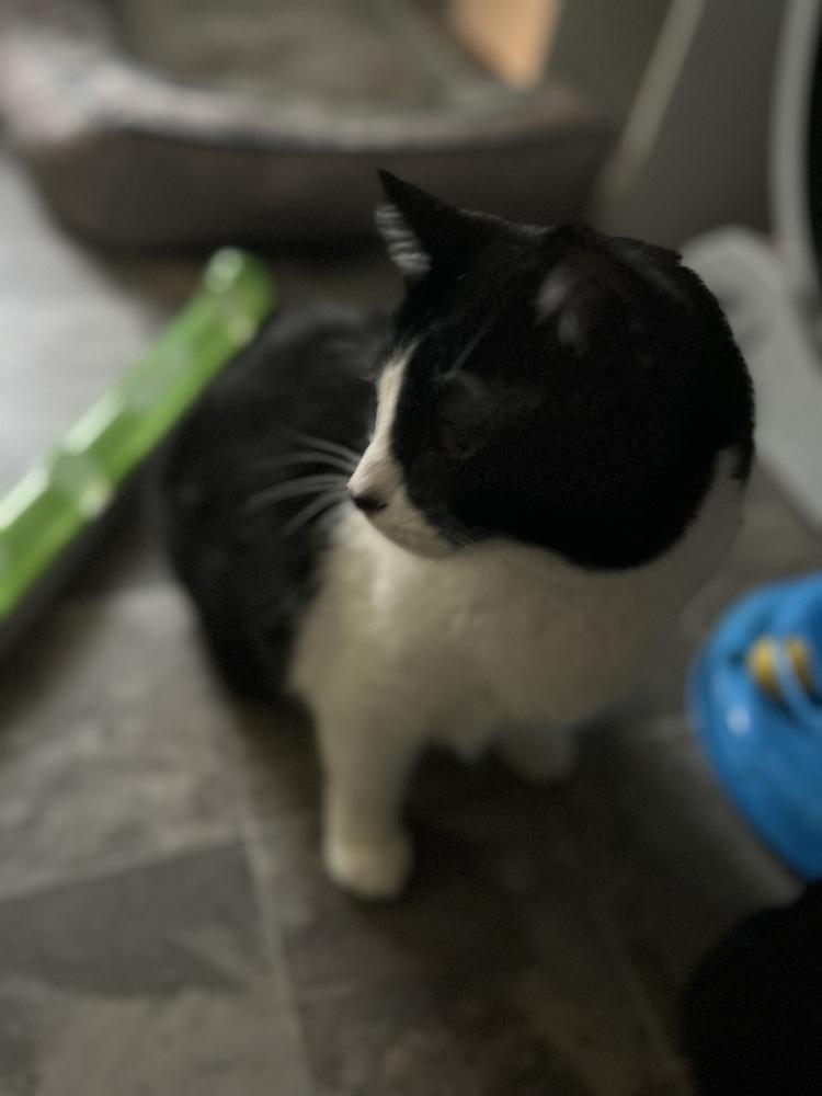 Kyle, Adoptable, Adult Male Domestic Short Hair.