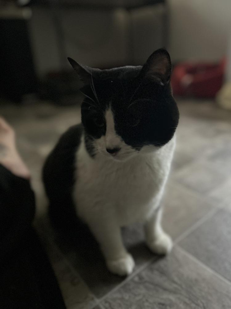 Enlarge Kyle, a Adoptable Domestic Short Hair in Emporia, KS image 2/5