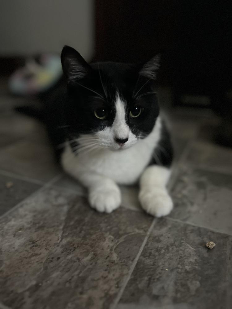 Enlarge Kyle, a Adoptable Domestic Short Hair in Emporia, KS image 3/5