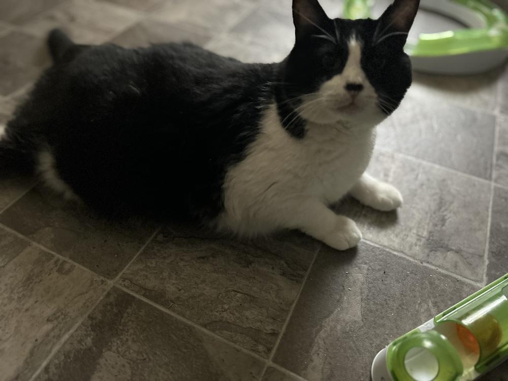 Enlarge Kyle, a Adoptable Domestic Short Hair in Emporia, KS image 4/5