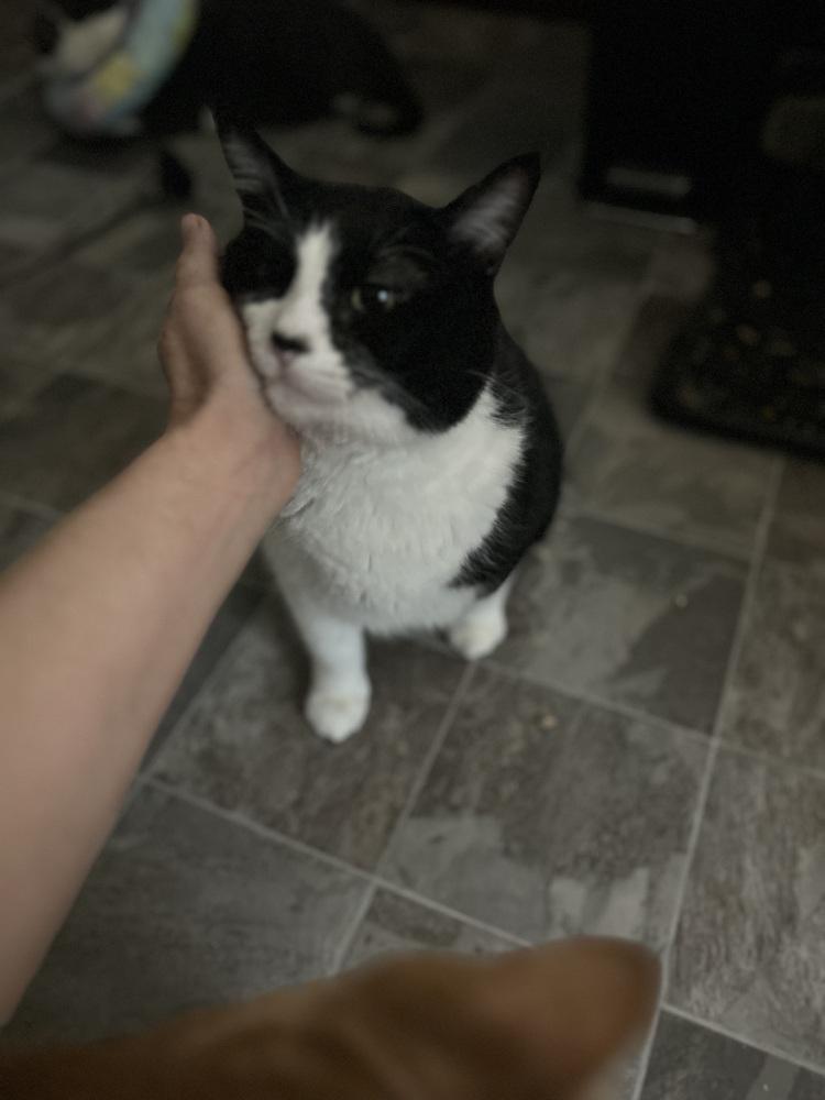 Enlarge Kyle, a Adoptable Domestic Short Hair in Emporia, KS image 5/5