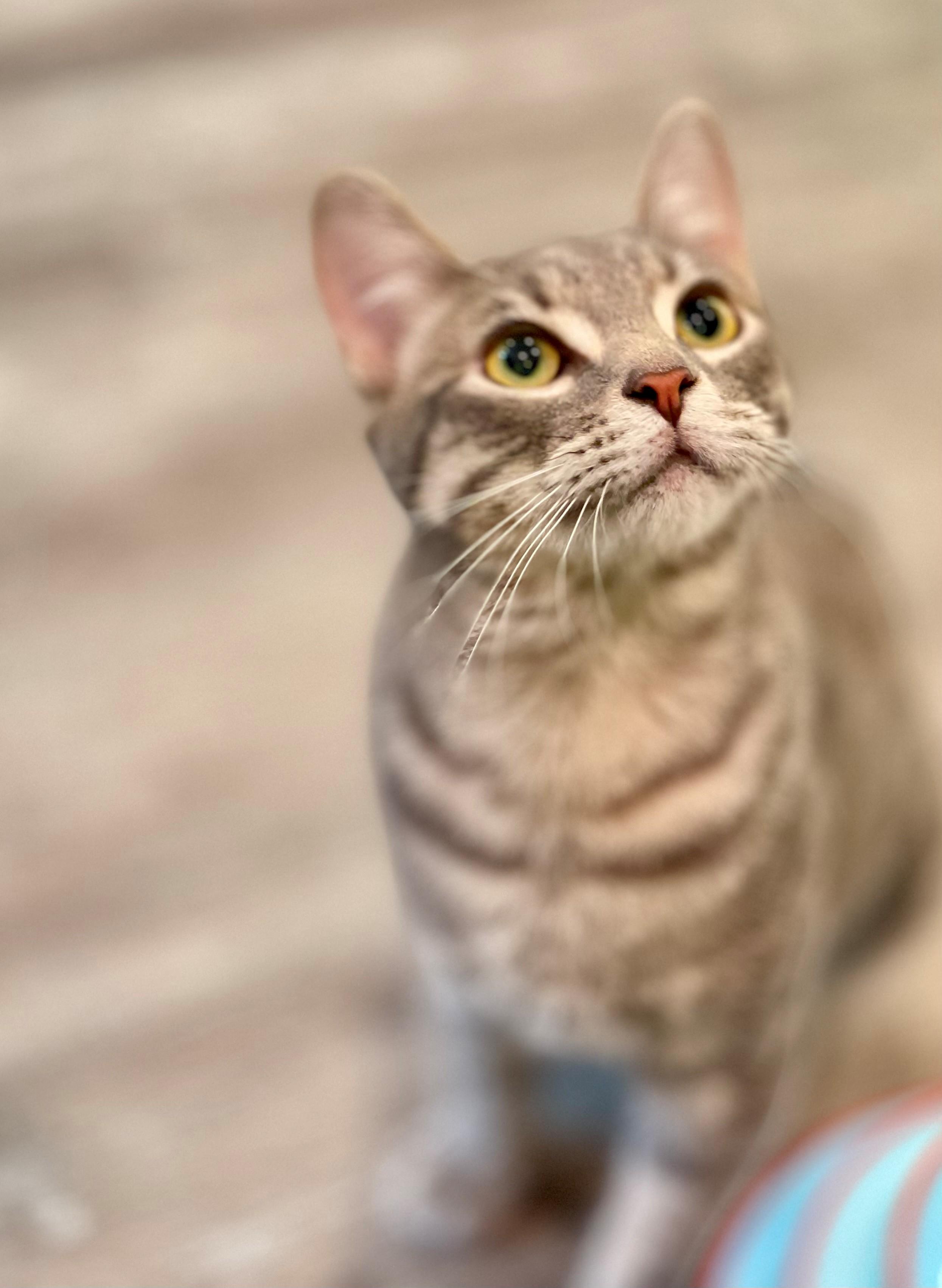 Tofino, an adopted Domestic Short Hair in Hamilton, ON image 4/5