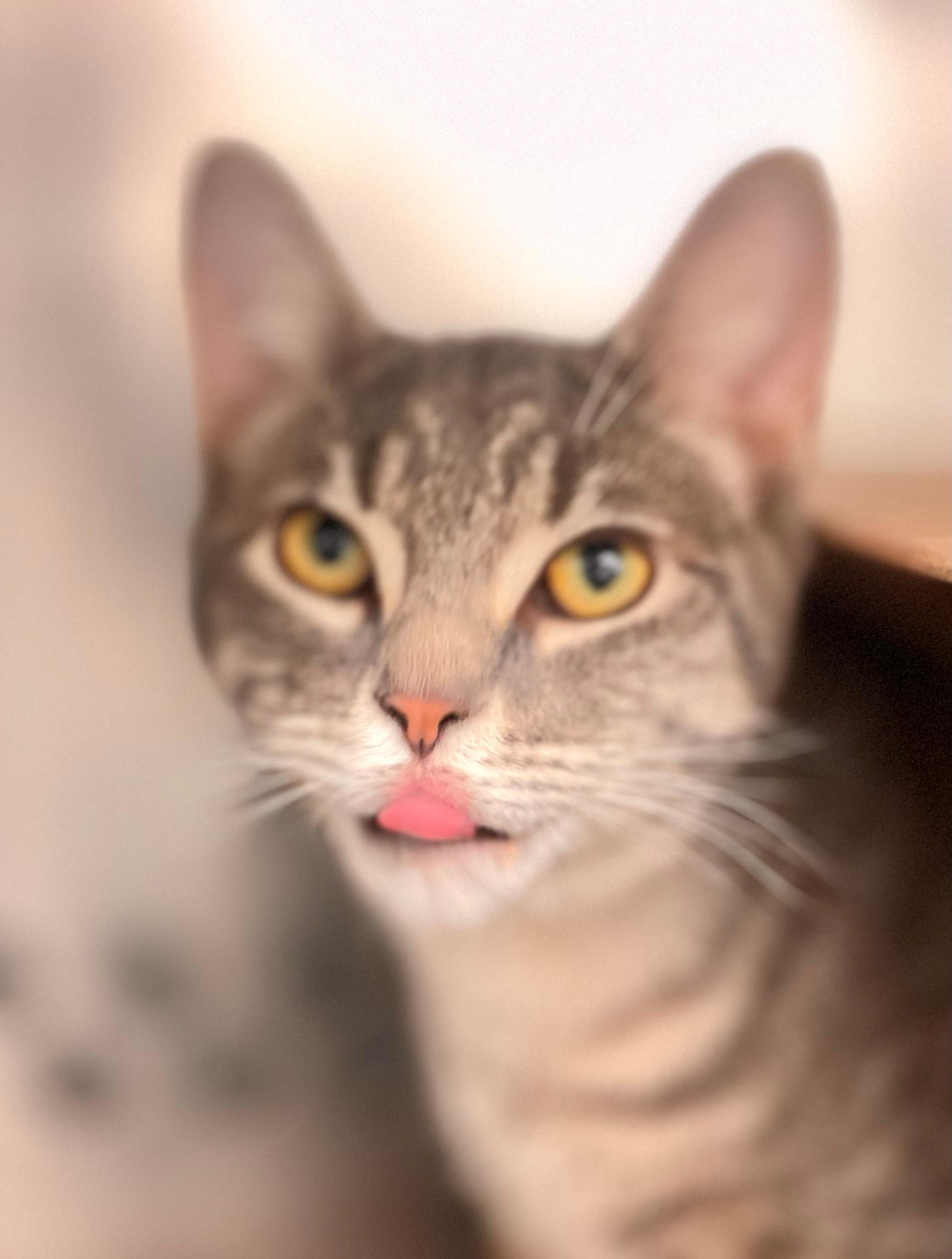 Tofino, an adopted Domestic Short Hair in Hamilton, ON image 2/5