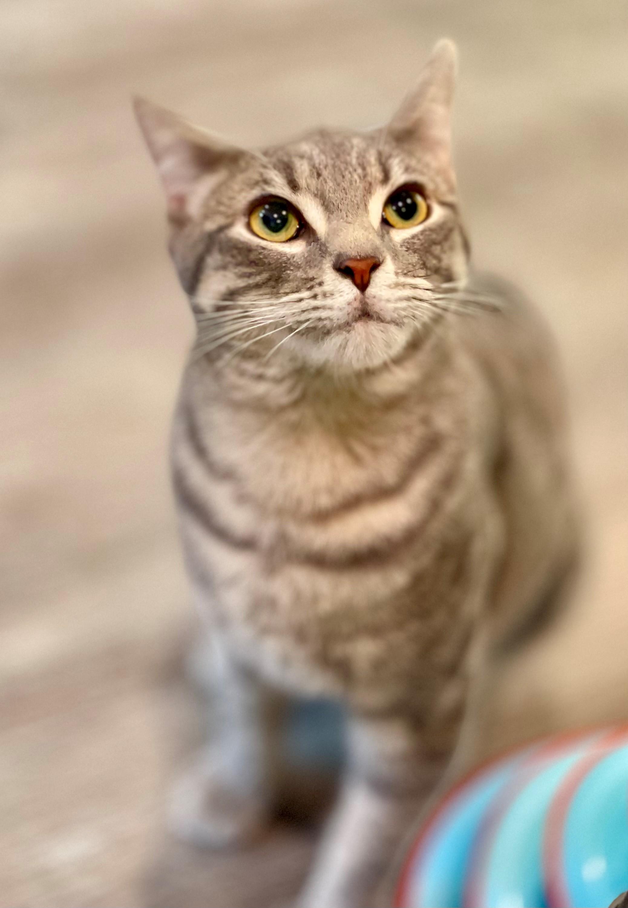 Tofino, an adopted Domestic Short Hair in Hamilton, ON image 5/5