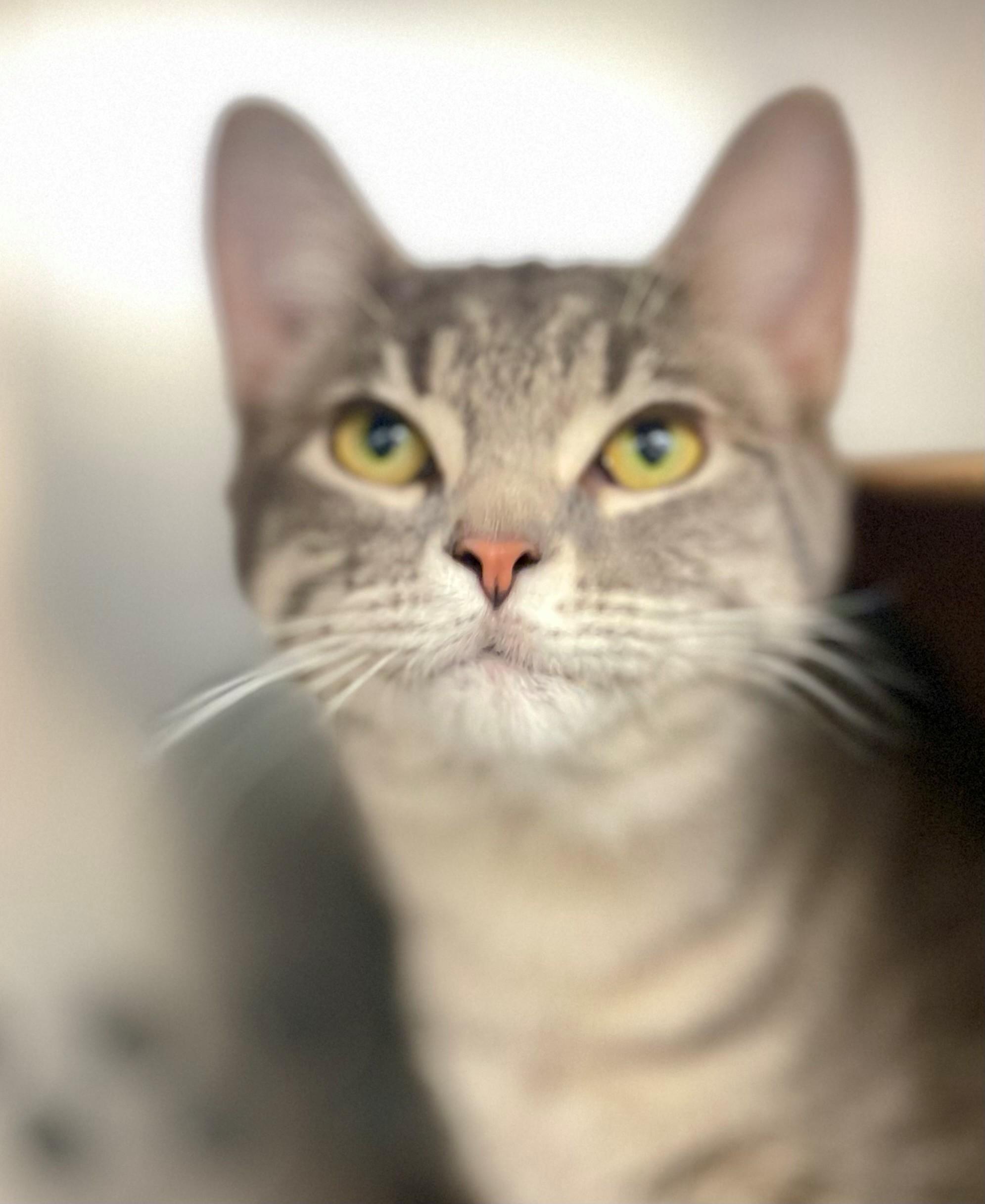 Tofino, adopted, Adult Male Domestic Short Hair.