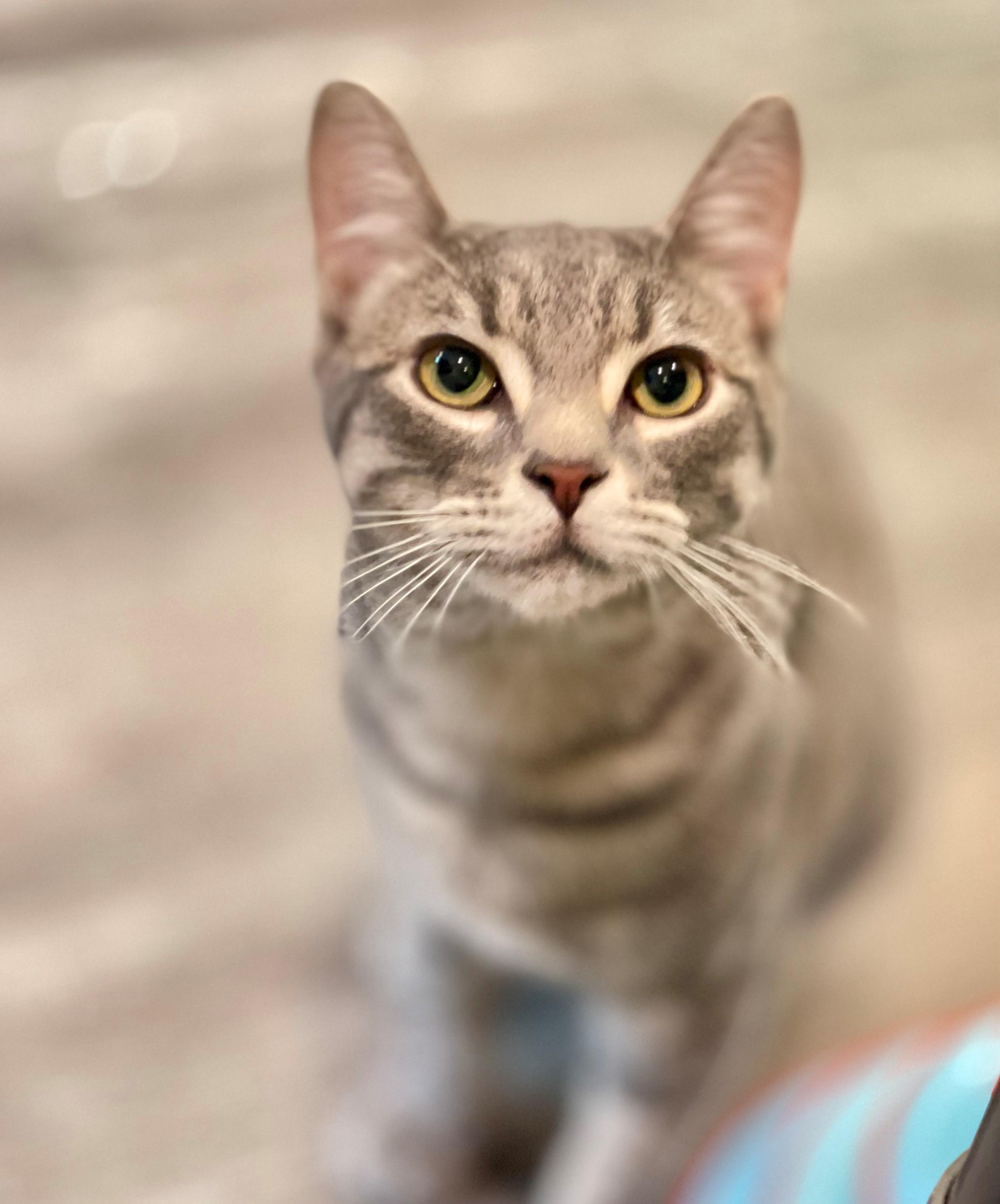 Tofino, an adopted Domestic Short Hair in Hamilton, ON image 3/5