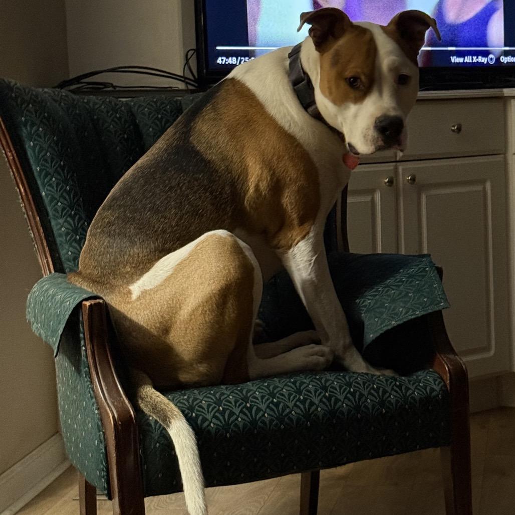 Enlarge Petey, a Adoptable mixed breed in St. Peters, MO image 1/6