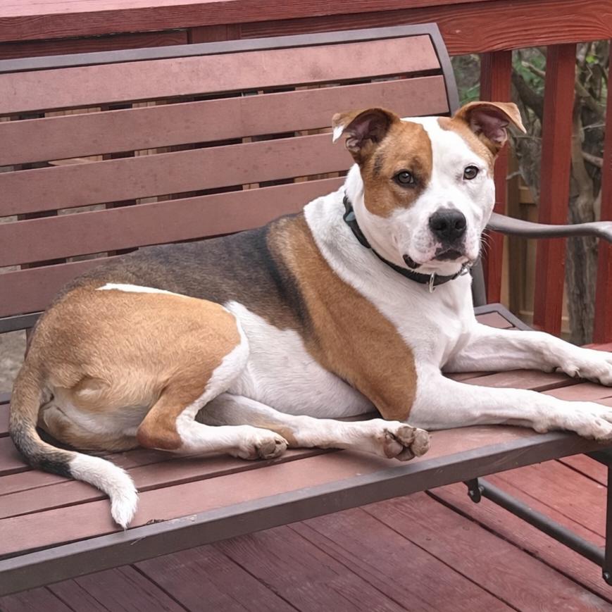 Enlarge Petey, a Adoptable mixed breed in St. Peters, MO image 2/6