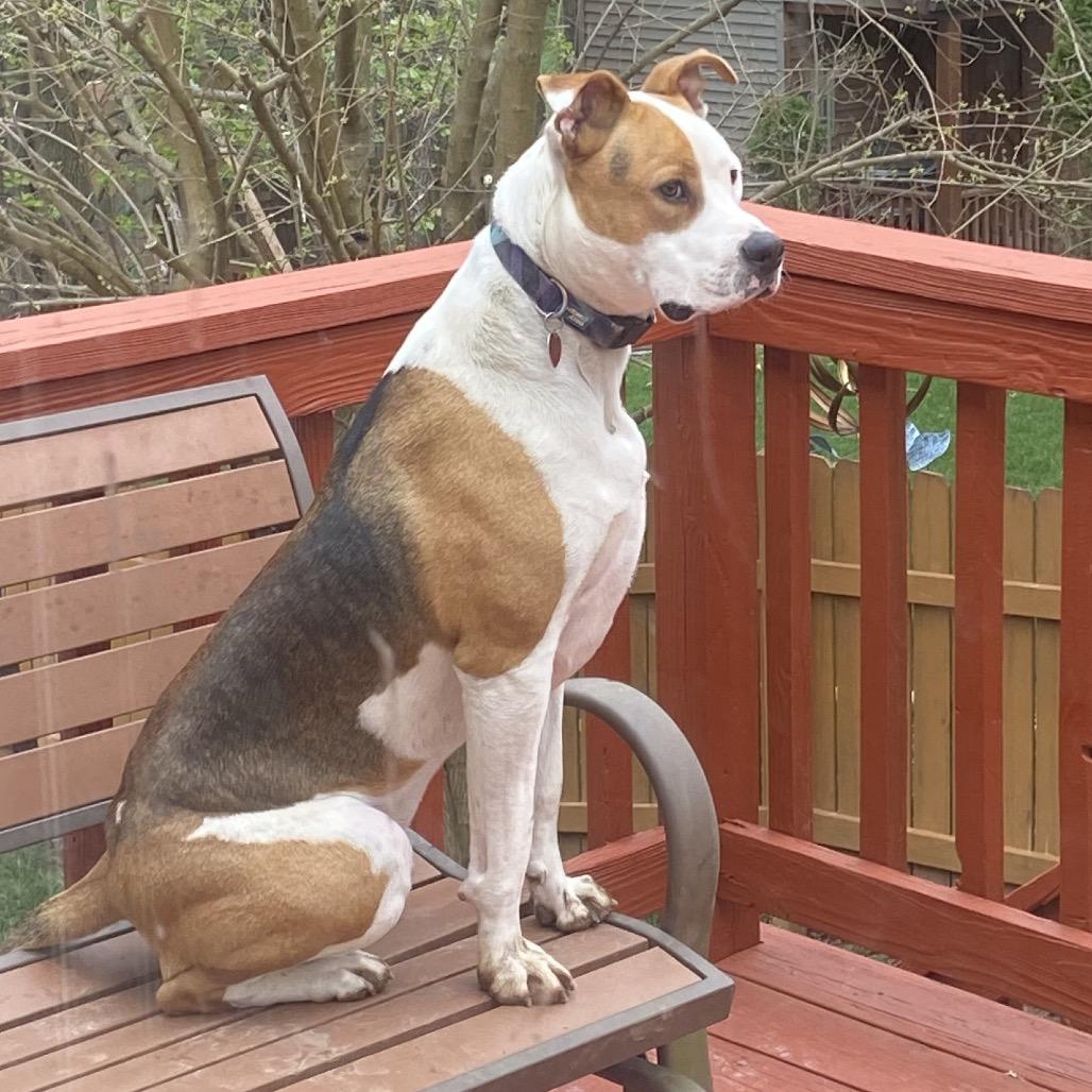 Enlarge Petey, a Adoptable mixed breed in St. Peters, MO image 3/6