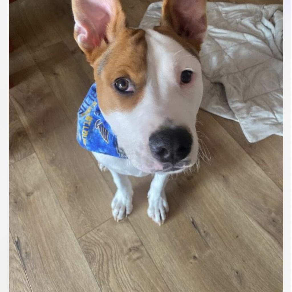 Enlarge Petey, a Adoptable mixed breed in St. Peters, MO image 4/6