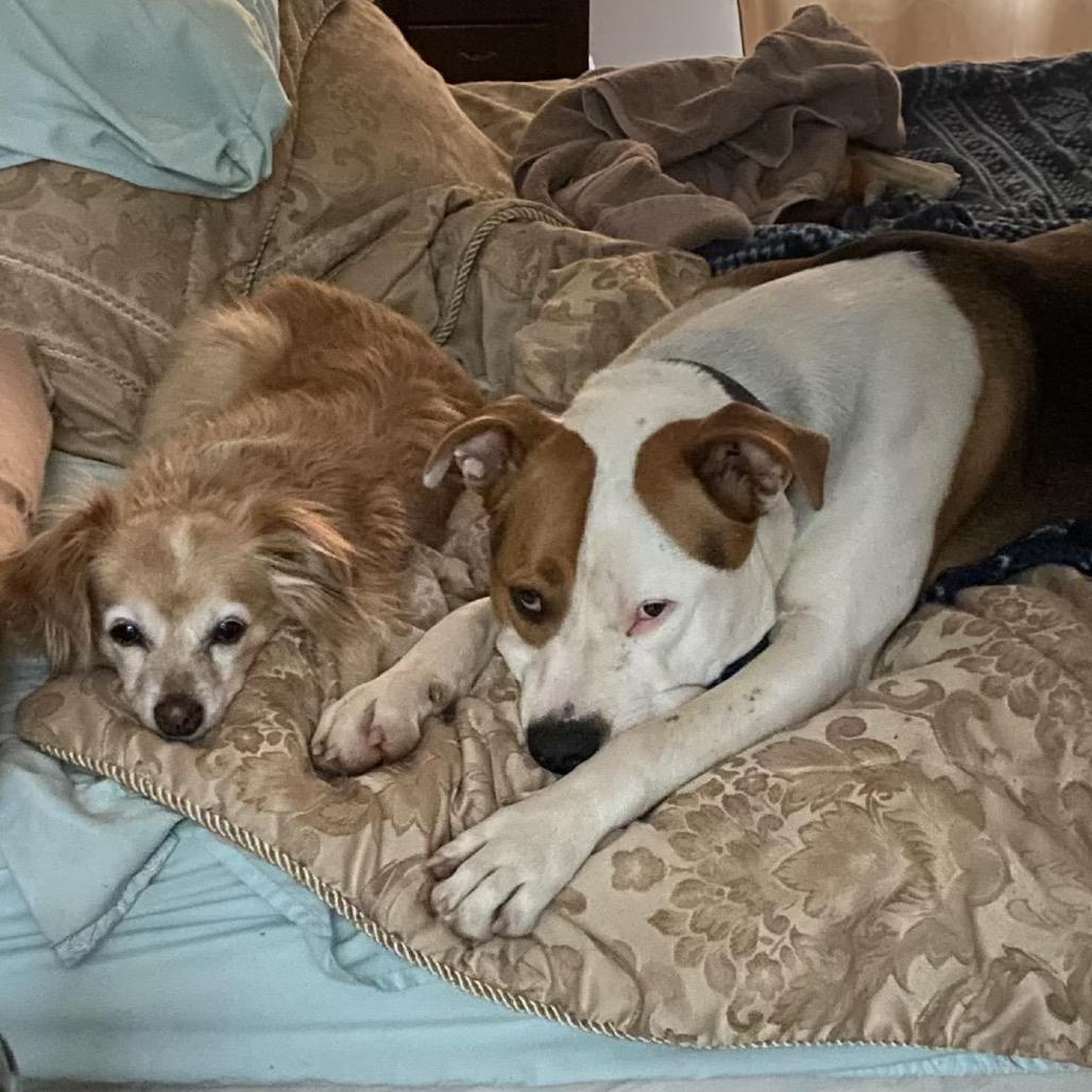 Enlarge Petey, a Adoptable mixed breed in St. Peters, MO image 5/6