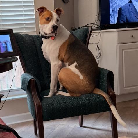 Enlarge Petey, a Adoptable mixed breed in St. Peters, MO image 6/6