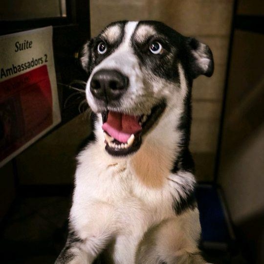 Corbin Bleu, a Adoptable Siberian Husky in Mokena, IL image 2/6