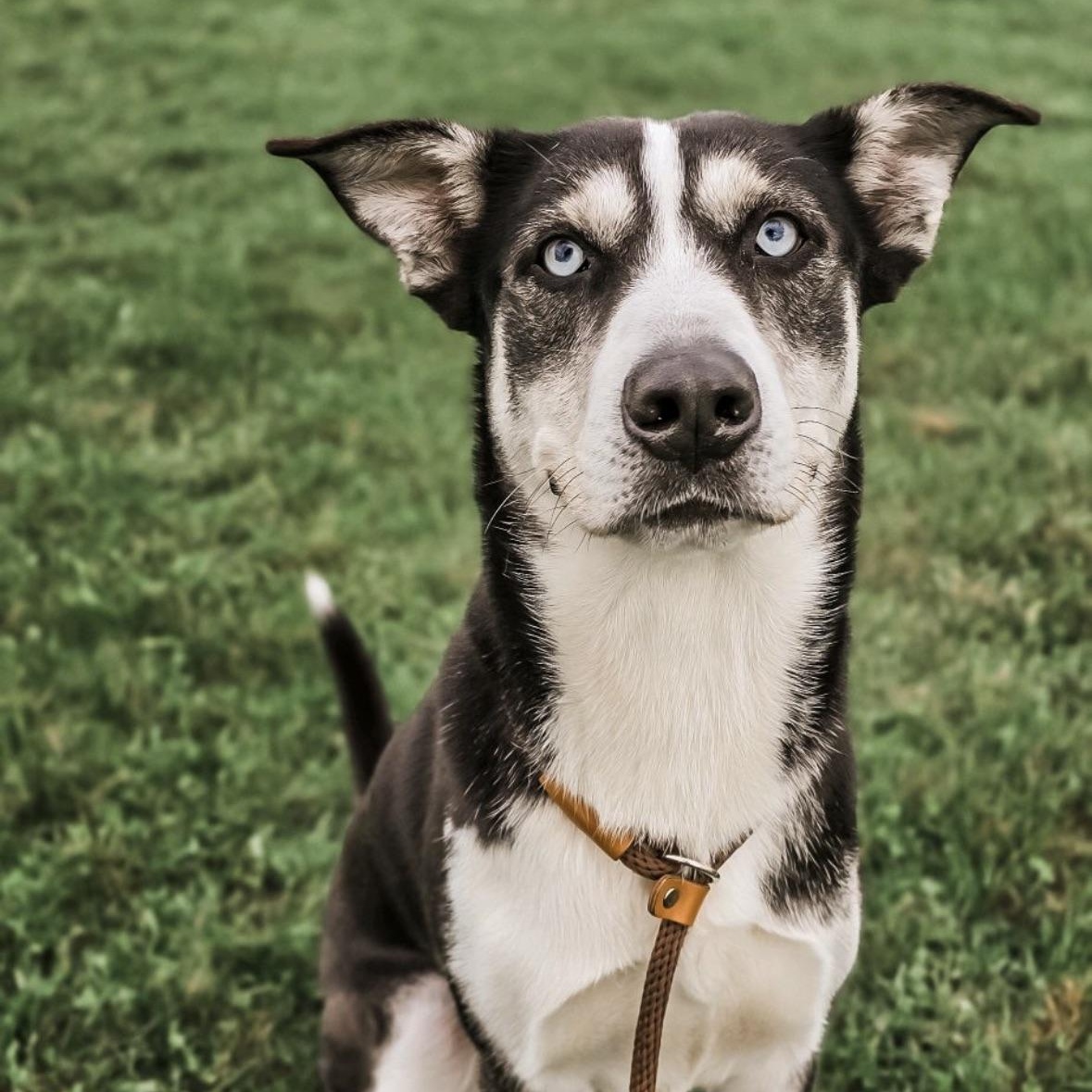 Corbin Bleu, a Adoptable Siberian Husky in Mokena, IL image 6/6