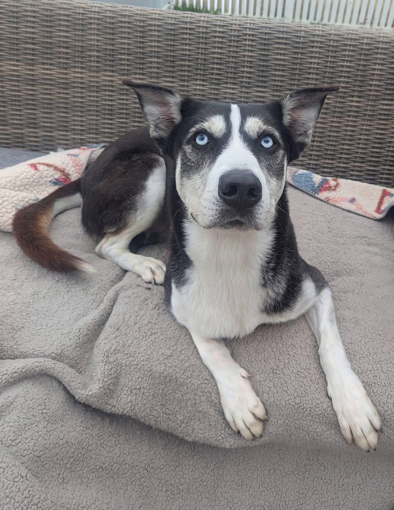 Enlarge Corbin Bleu, a Adoptable Siberian Husky in Mokena, IL image 1/6