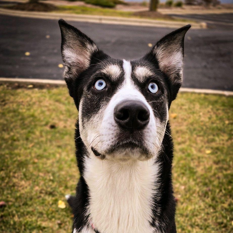 Corbin Bleu, a Adoptable Siberian Husky in Mokena, IL image 4/6