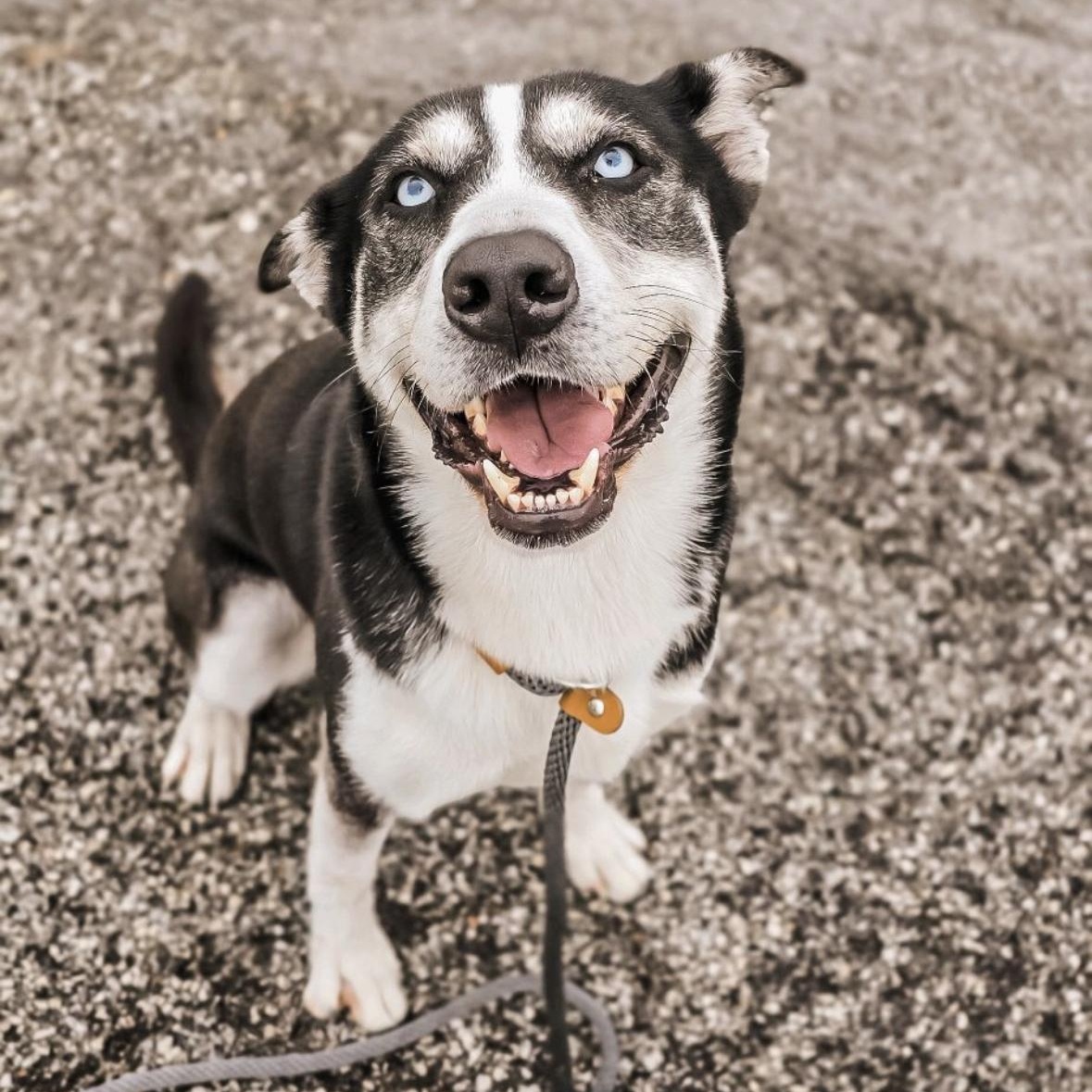 Corbin Bleu, a Adoptable Siberian Husky in Mokena, IL image 1/6