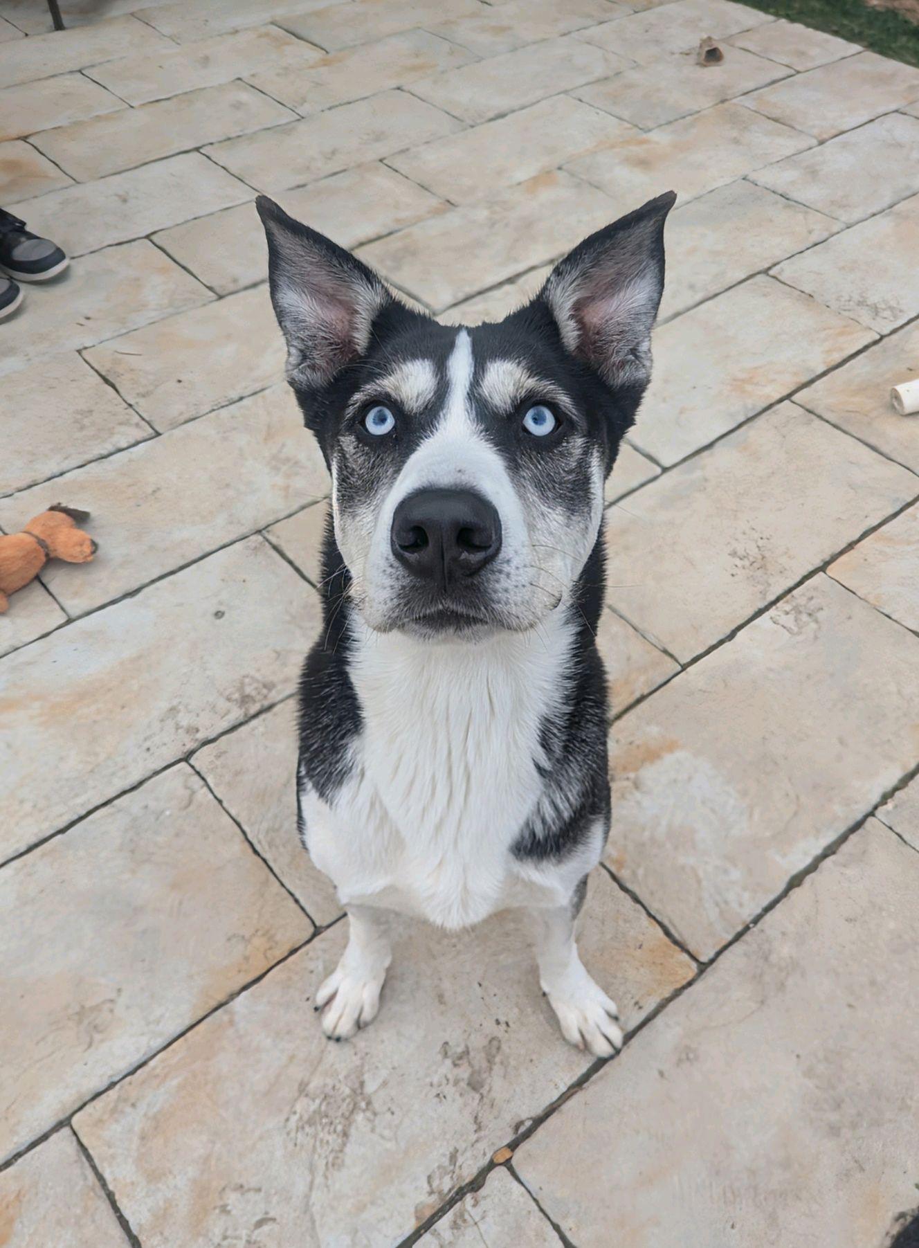 Enlarge Corbin Bleu, a Adoptable Siberian Husky in Mokena, IL image 5/6