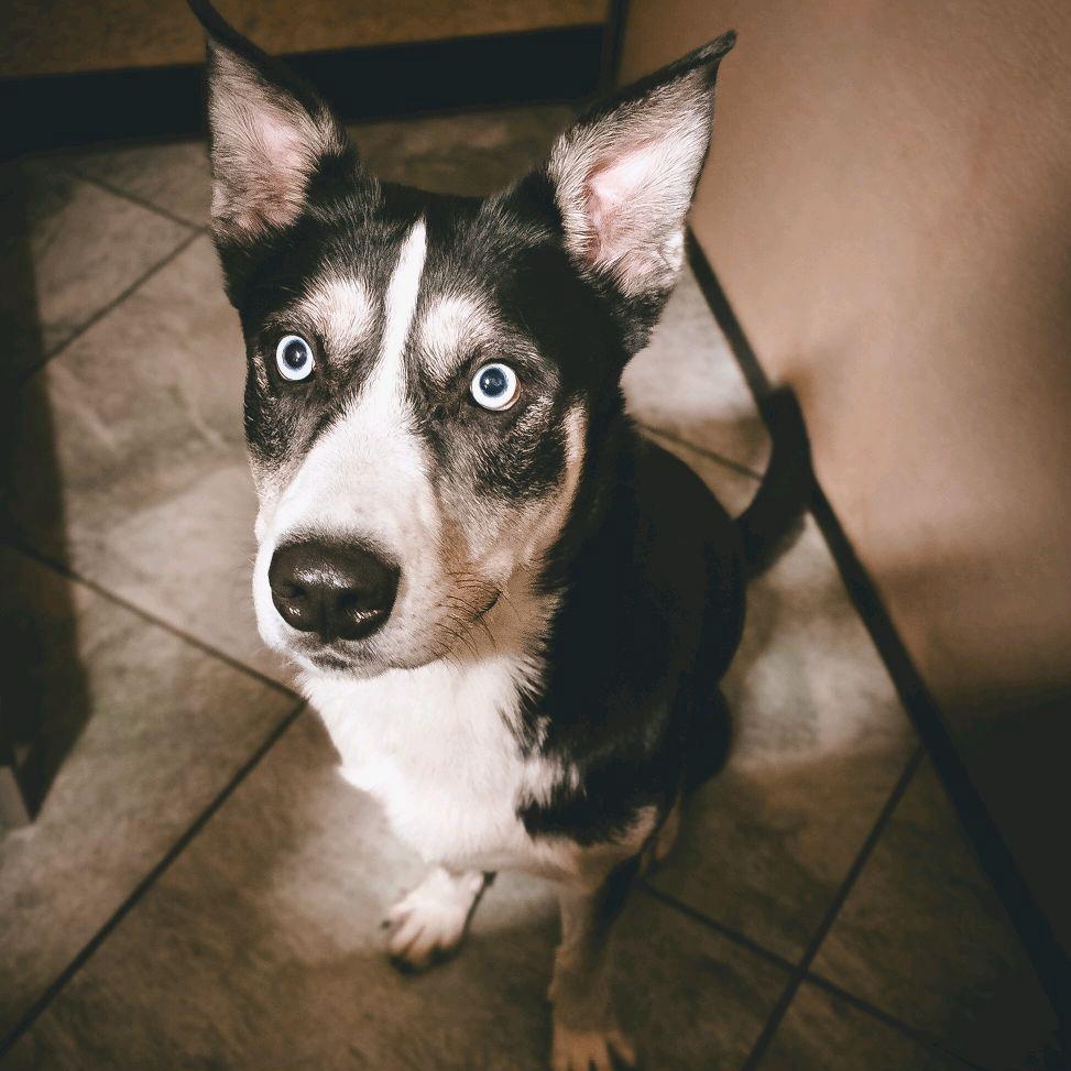Corbin Bleu, a Adoptable Siberian Husky in Mokena, IL image 5/6