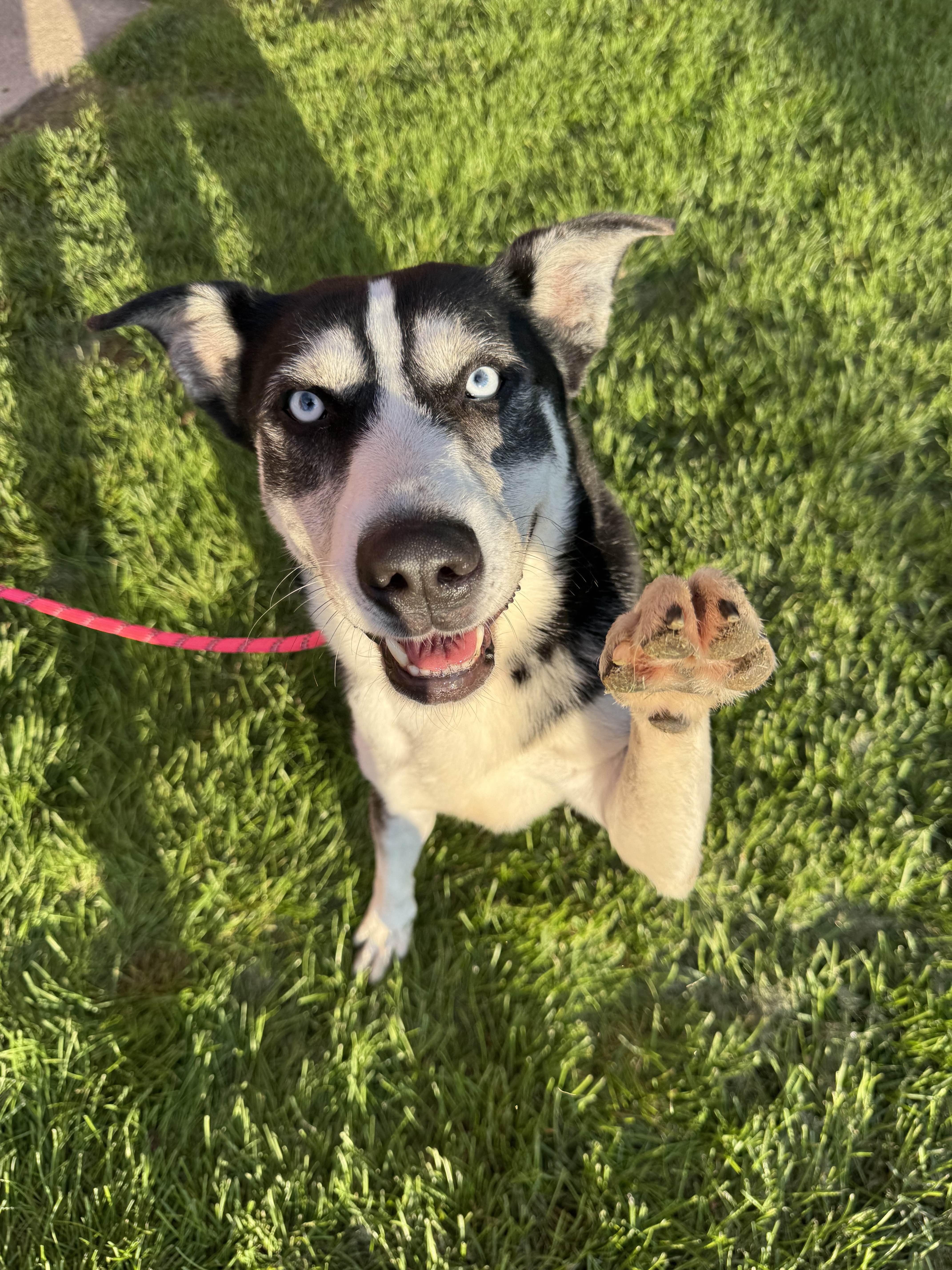Corbin Bleu, a Adoptable Siberian Husky in Mokena, IL image 3/6