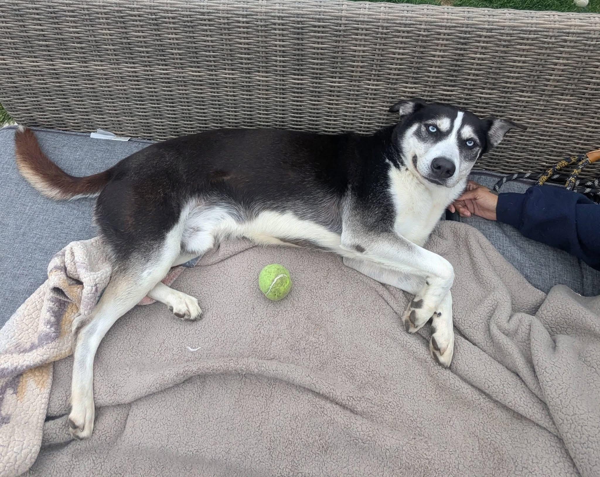 Enlarge Corbin Bleu, a Adoptable Siberian Husky in Mokena, IL image 6/6