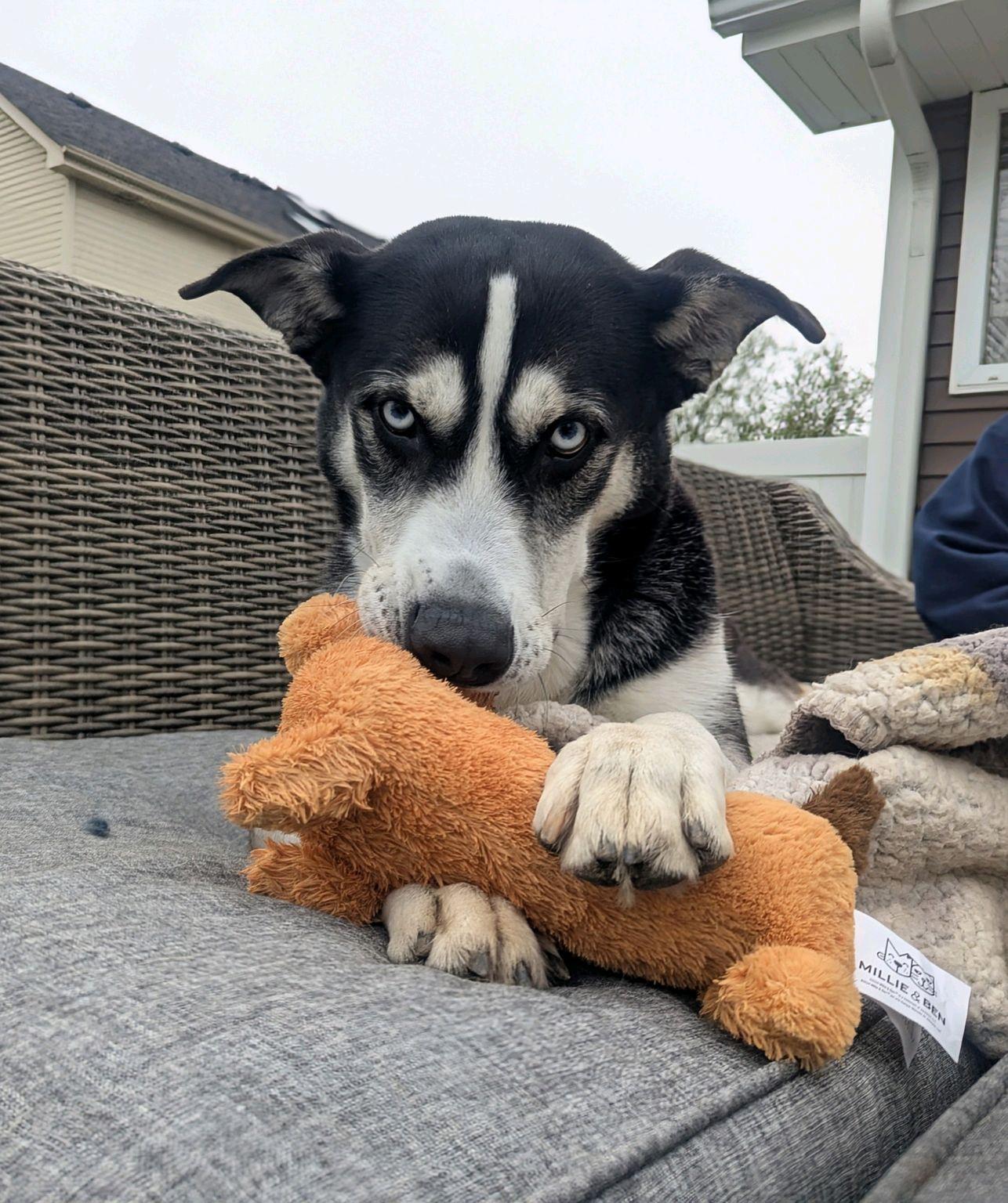 Enlarge Corbin Bleu, a Adoptable Siberian Husky in Mokena, IL image 4/6