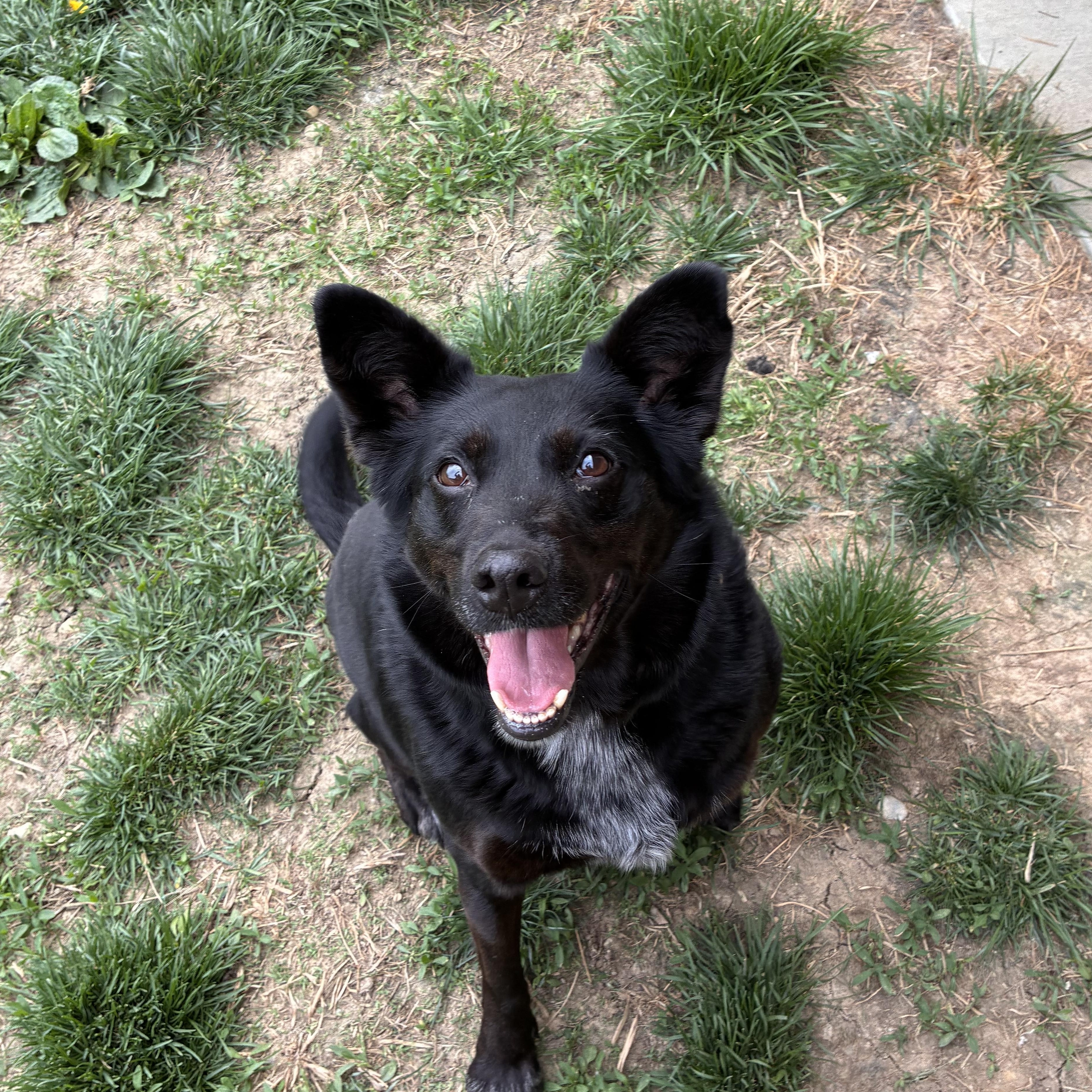 Enlarge Tilly, a ADOPTABLE mixed breed in Monroe, OH image 2/2