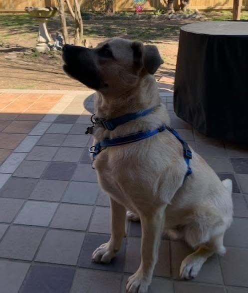 Enlarge Blaze, a ADOPTABLE mixed breed in Alexander, AR image 5/5